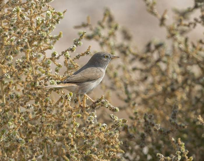 Asian Desert Warbler © A AlSirhan