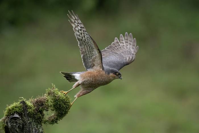 Sparrowhawk (Paul McDougall) (2).jpg