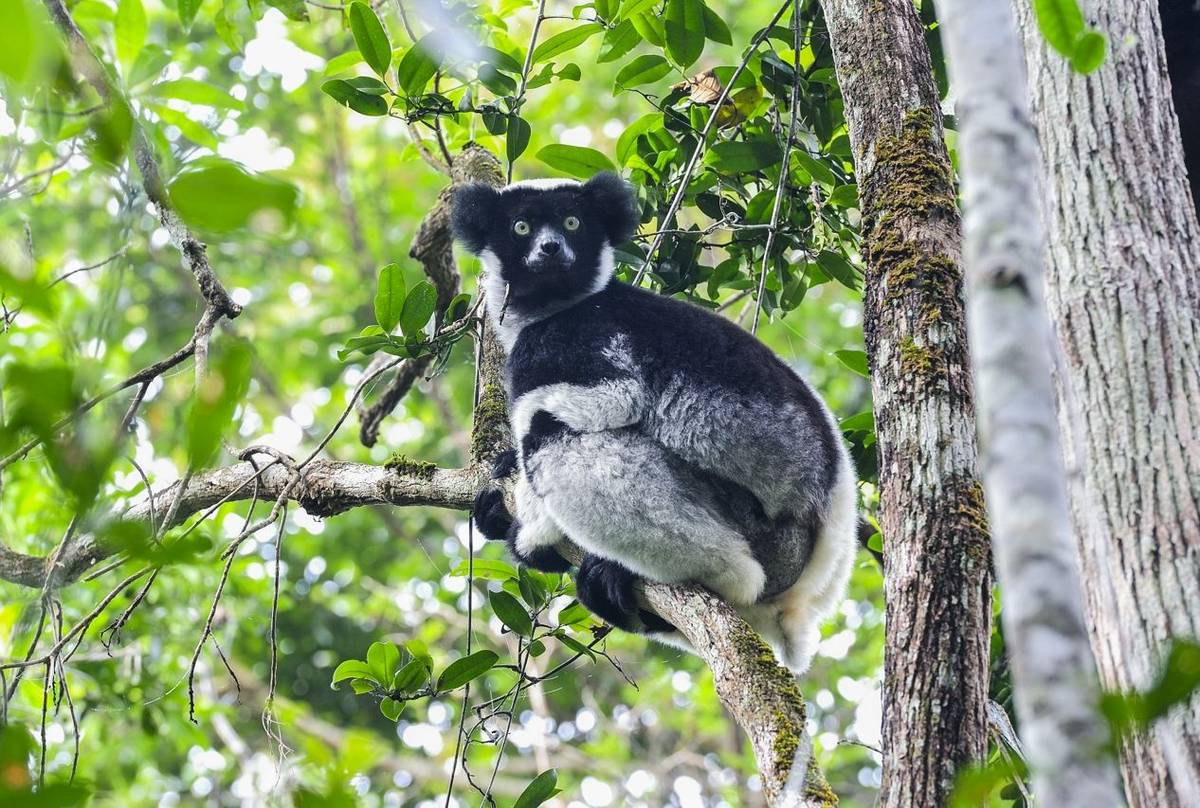 Just Back: Highlights from Madagascar