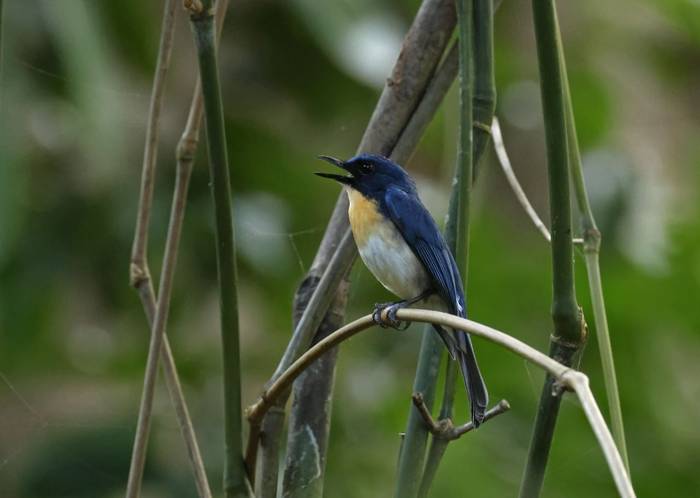 Palawan Blue Flycatcher (Palawan)