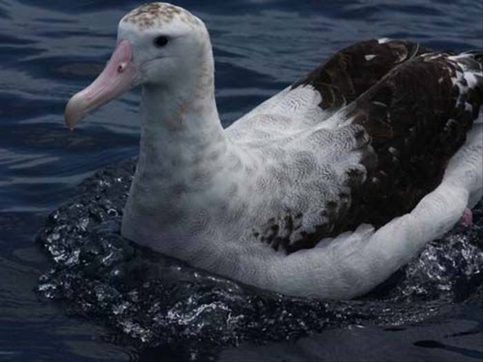 Wandering Albatross (Susan Jenkins)
