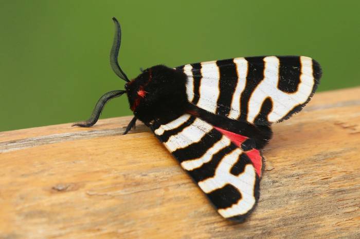 Hebe Tiger Moth © Luca Boscain, April 2026 tour