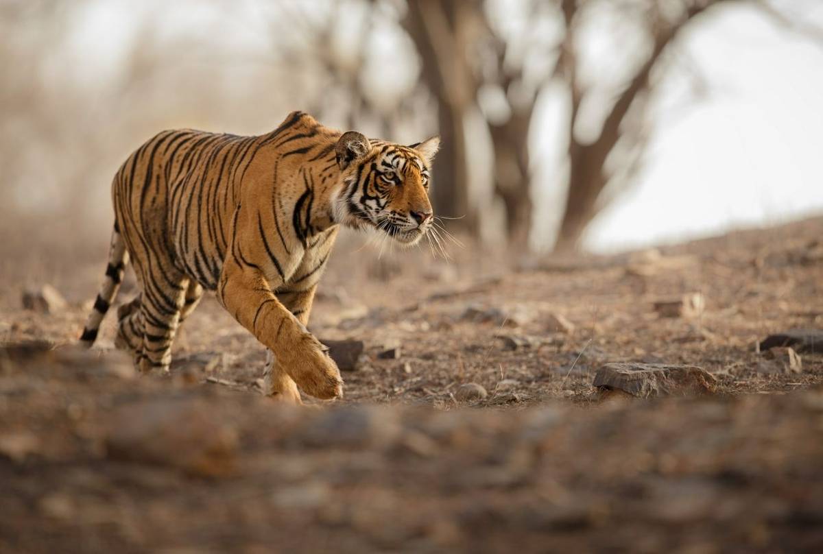 Tiger Shutterstock 548919340