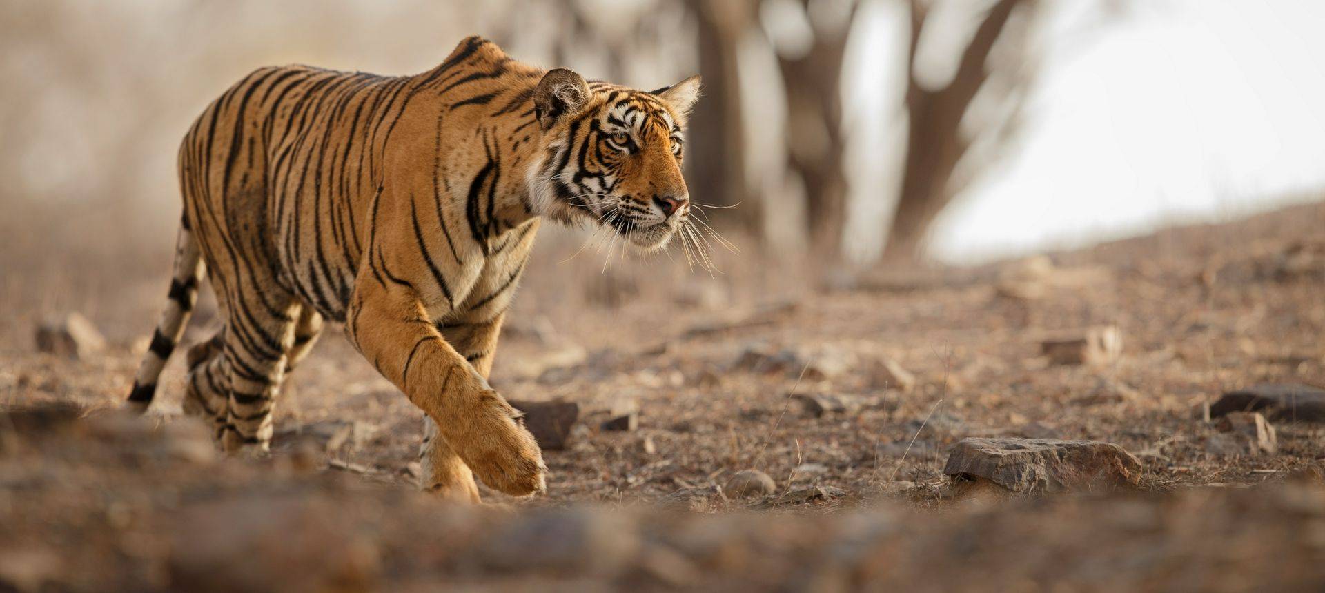 Tiger Shutterstock 548919340