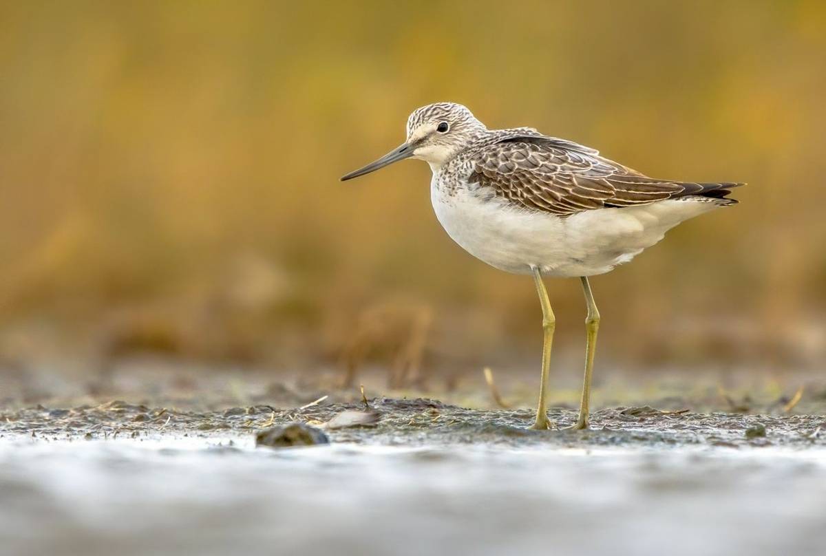 Greenshank shutterstock_1901764996.jpg
