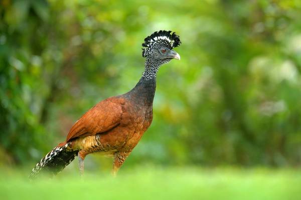 Great Curassow