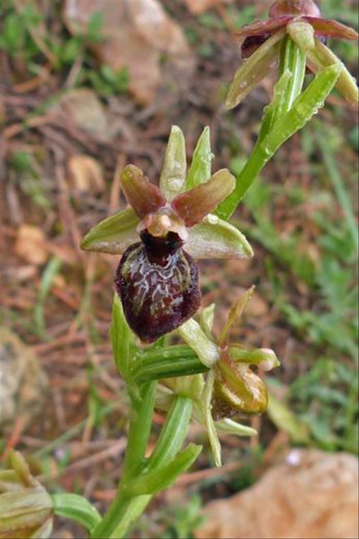 Ophrys arachnitiformis, a Spder Orchid, Queribus
