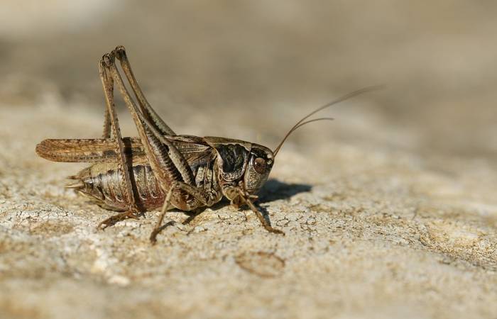 Grey Bush Cricket (Platycleis albopunctata)