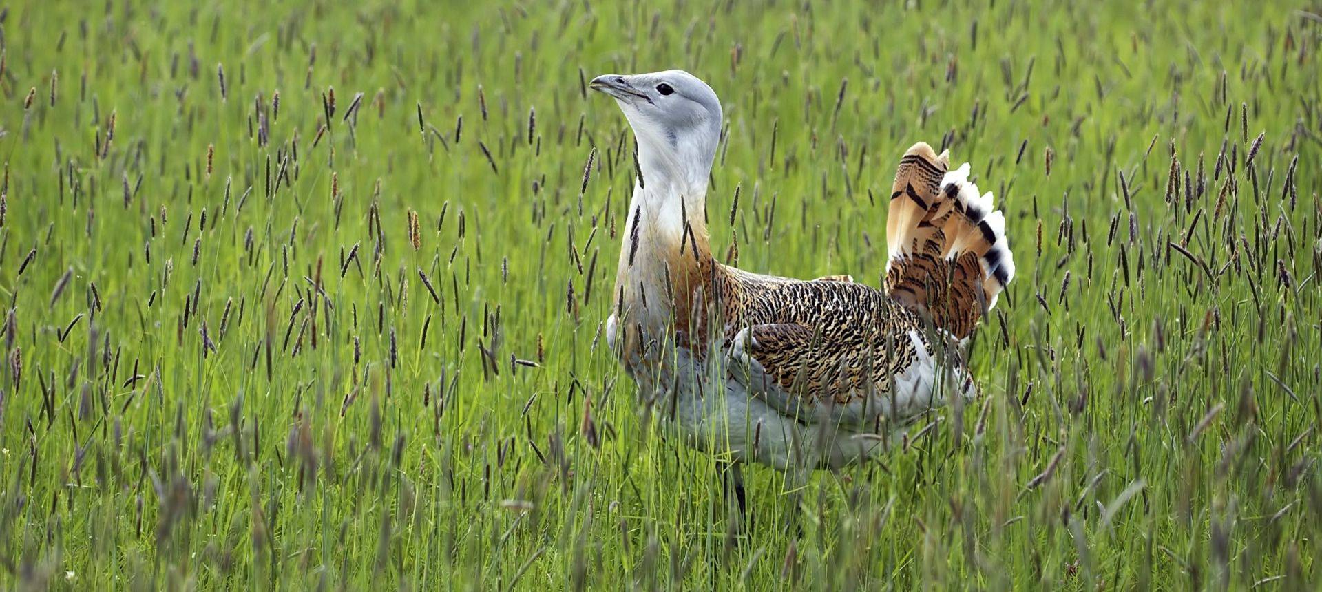 Great Bustard (Czesznak Zsolt)