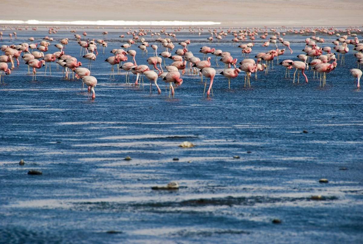 Flamingos (Toni Salado)