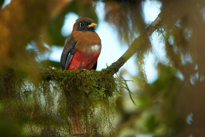 Masked Trogon, Ecuador shutterstock_352048262.jpg