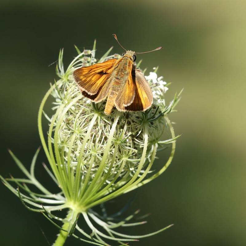 Large Skipper