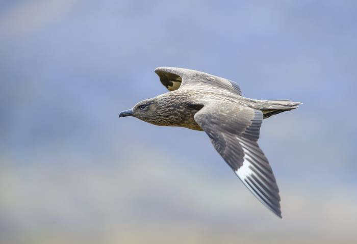 Great Skua. shutterstock_142236823.jpg