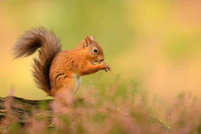 Red Squirrel 1.jpg