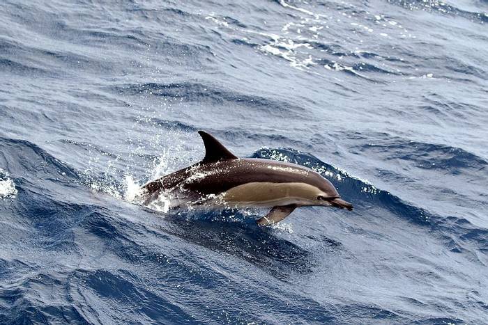 Common Dolphin (Tom Brereton)