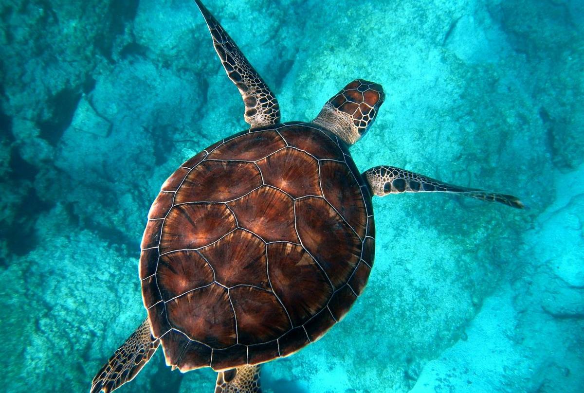 Hawksbill Turtle (Eretmochelys imbricata) - Randall Ruiz