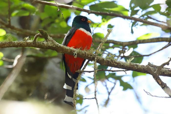 Mountain Trogon, Luca Boscain.JPG
