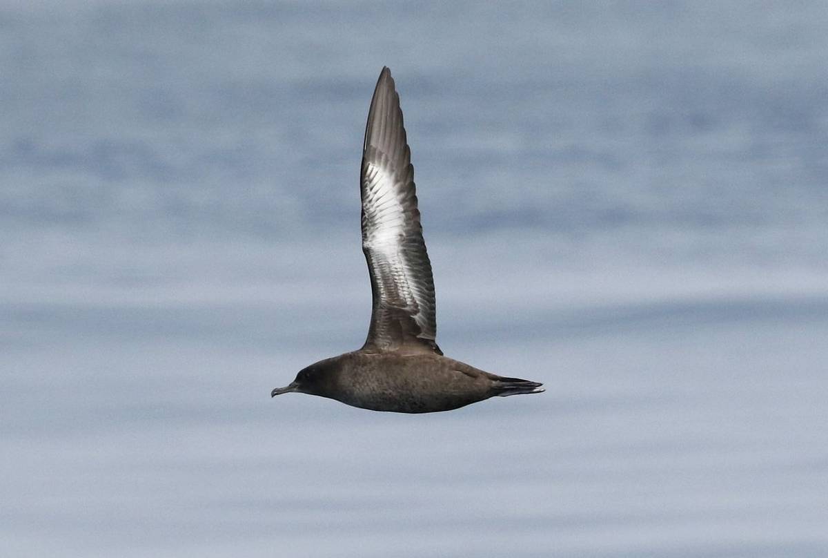 Sooty Shearwater_Tom Brereton.jpg