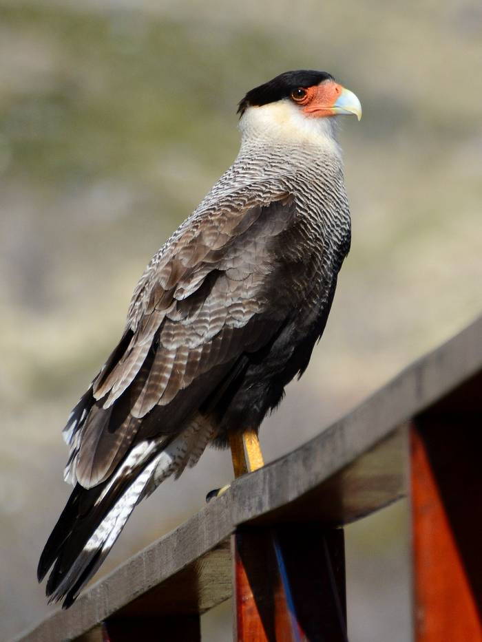 Southern Crested Caracara, Torres Del Paine (Helen Pinchin)