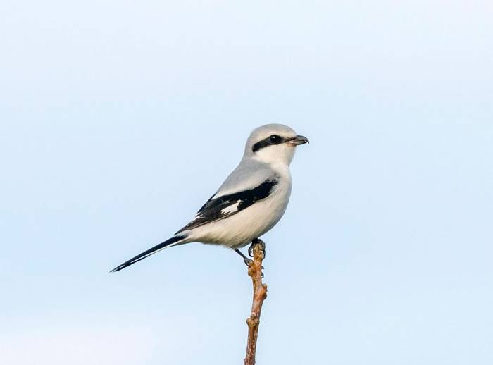 Great Grey Shrike shutterstock_1574963917.jpg