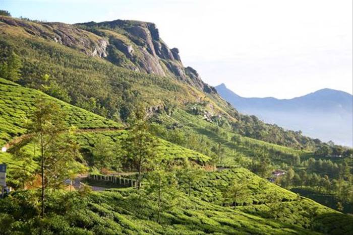 Kerala tea plantations