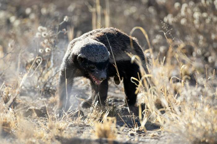 Honey Badger, Namibia shutterstock_2395301833.jpg