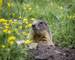 Alpine marmot in the natural environment. Dolomites Italy.