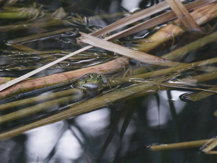 Sahara Water Frog (Pelophylax saharicus) © Josh Phangurha, September 2023