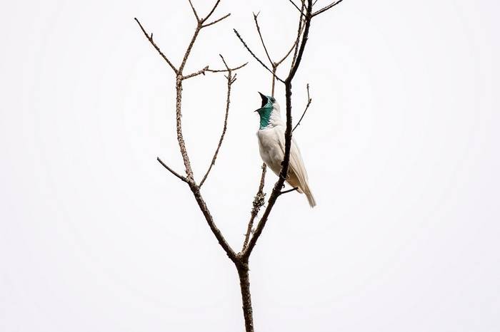 Bare-throated Bellbird, Paraguay shutterstock_1553994635.jpg