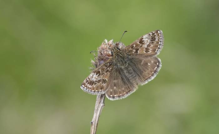 Dingy Skipper (Bob Eade)
