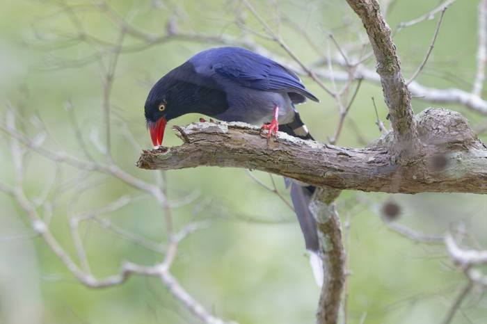Taiwan Blue Magpie © participant Alex Kozlenkov, March 2025