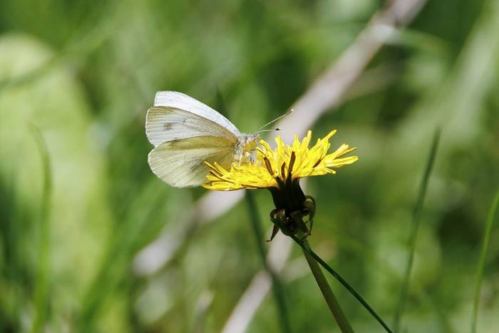 Mountain Small White © Giorgi Natsvlishvili, May 2026