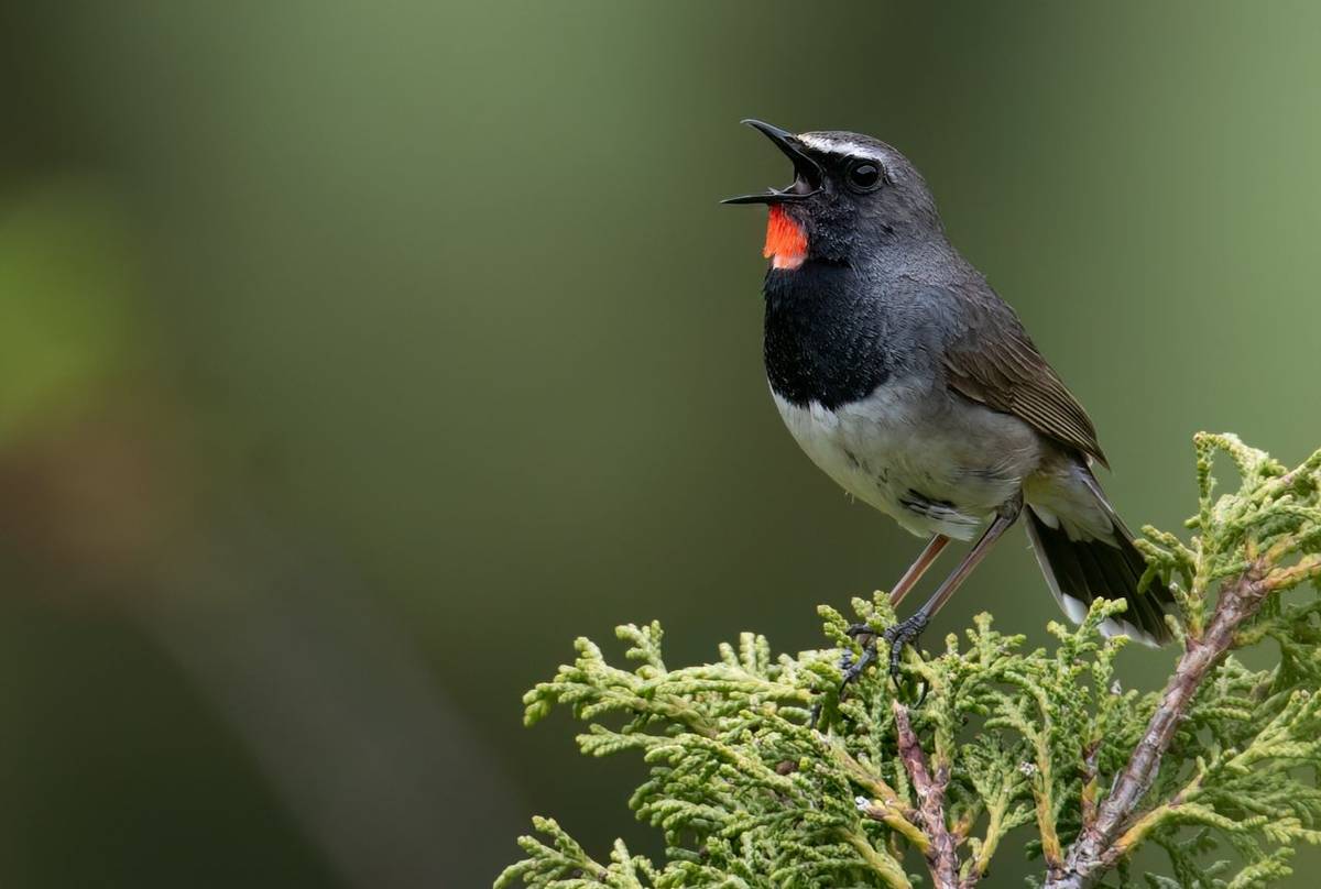 Himalayan Rubythroat © Chris Griffin, May 2025