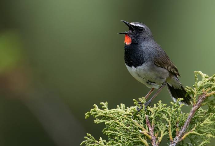Himalayan Rubythroat © Chris Griffin, May 2025