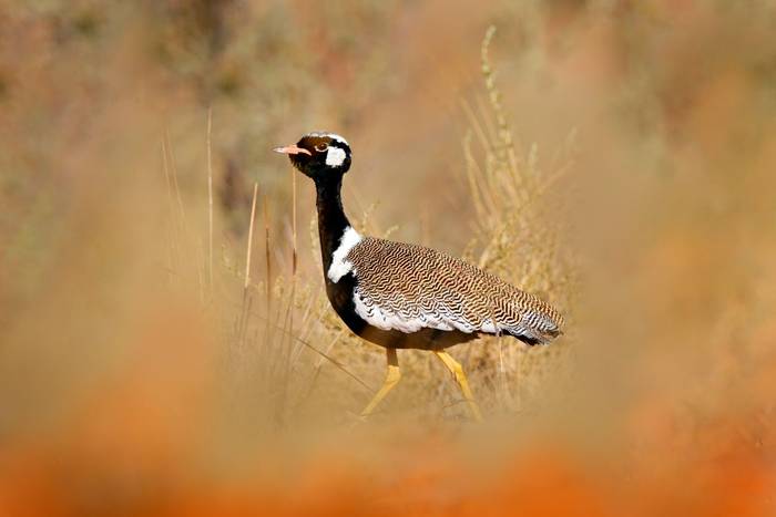 Southern Black Korhaan, Moremi, Botswana shutterstock_1720076689.jpg