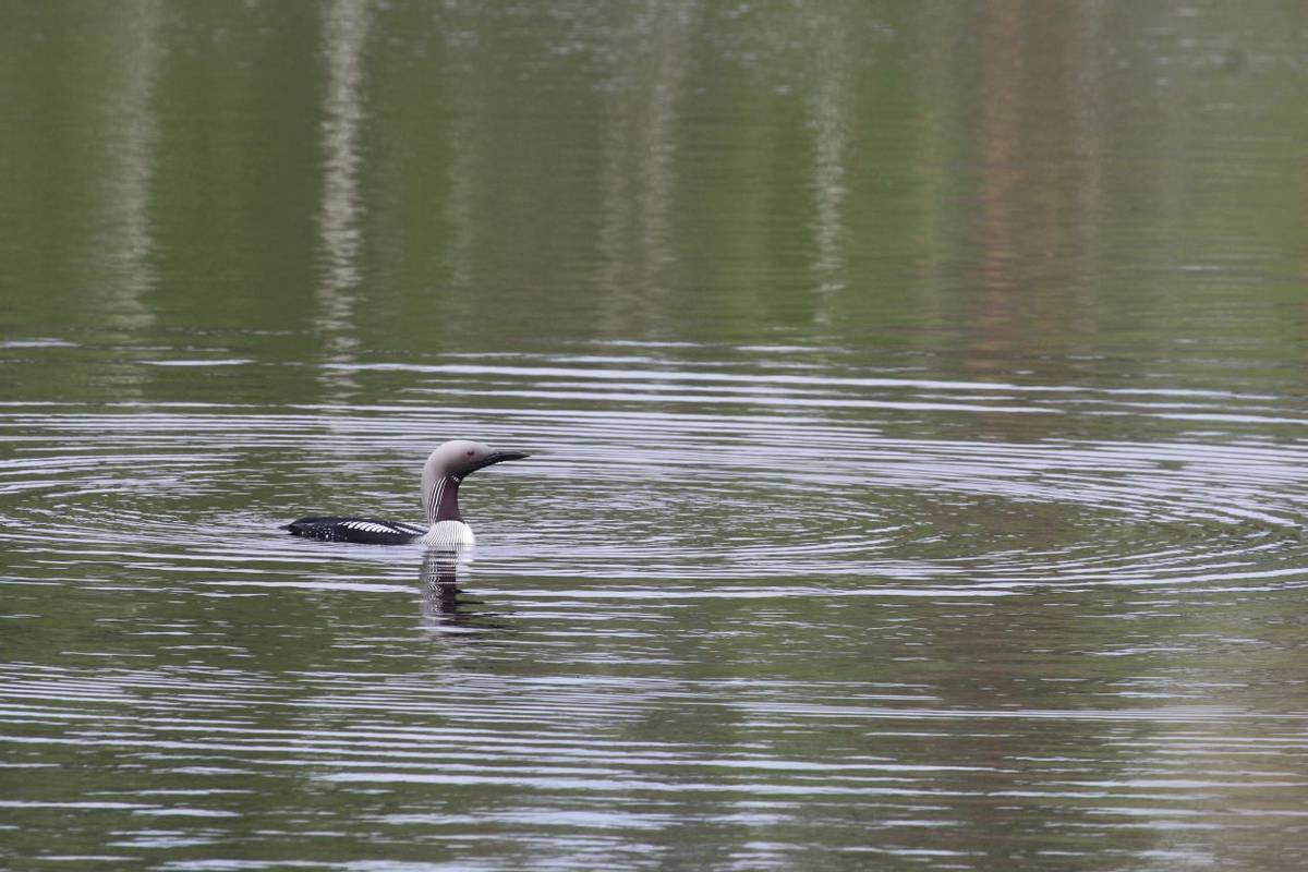 Black-throated_Diver