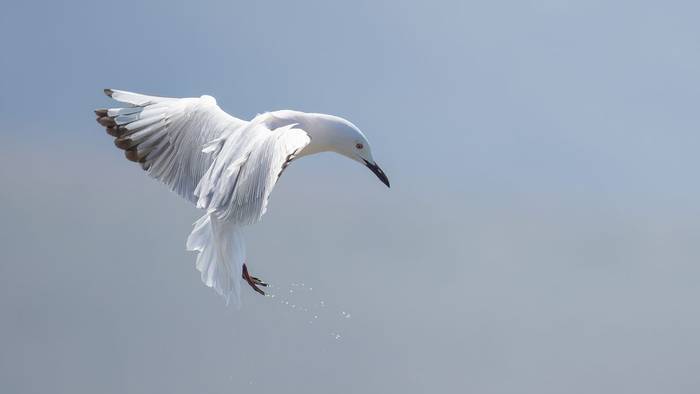 Slender-billed Gull (Simon Tonkin).jpg