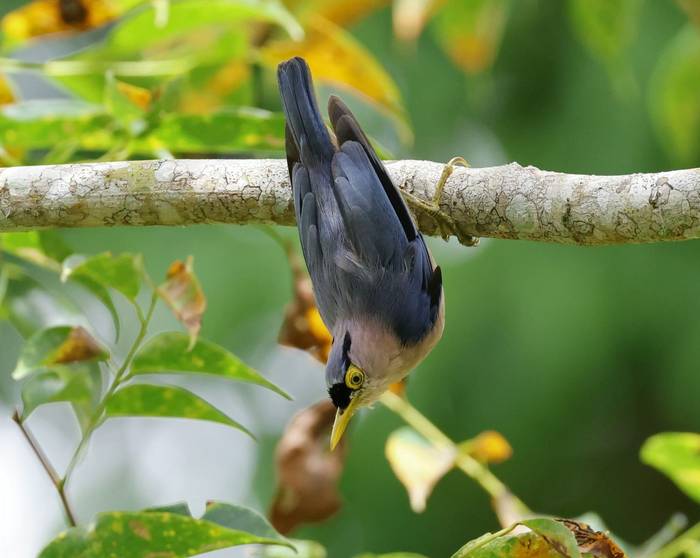 Sulphur-billed Nuthatch (Luzon)