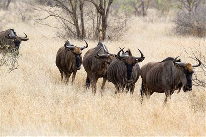 South Africa - Kruger (Mammals) - Naturetrek Wildlife Holidays