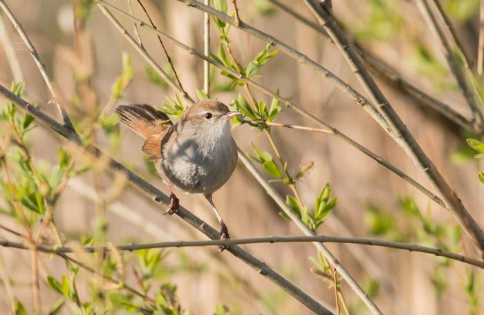 Cetti's Warbler shutterstock_1443950108.jpg