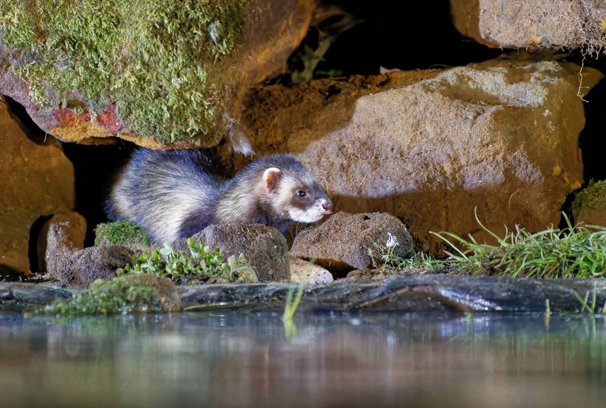 Polecat (Alan & Anne Smith - 2022 tour).jpg