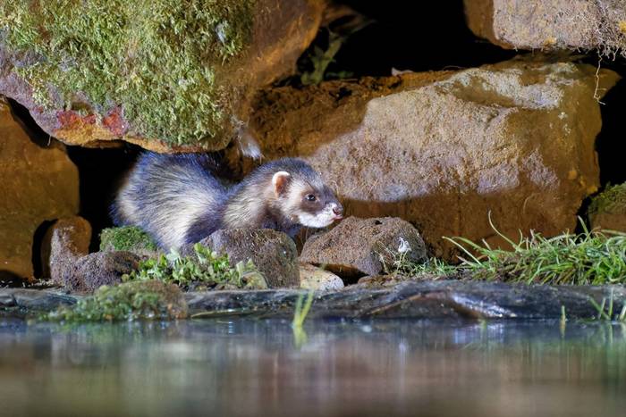 Polecat (Alan & Anne Smith - 2022 tour).jpg