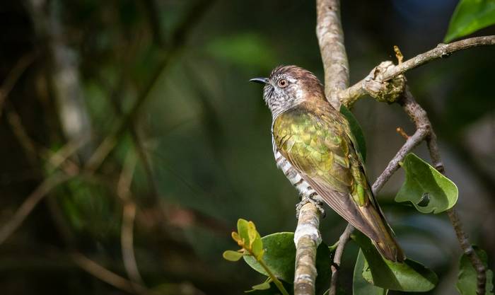 Shining-bronze Cuckoo, Papua New Guinea shutterstock_1053611675.jpg