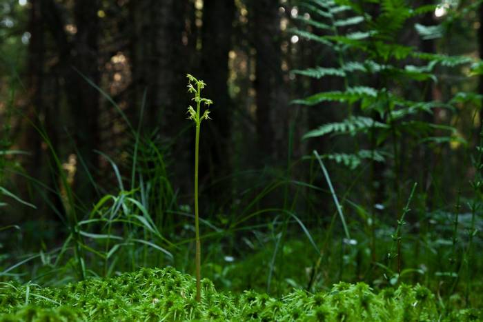 Coralroot Orchid, Scotland shutterstock_1923658121.jpg