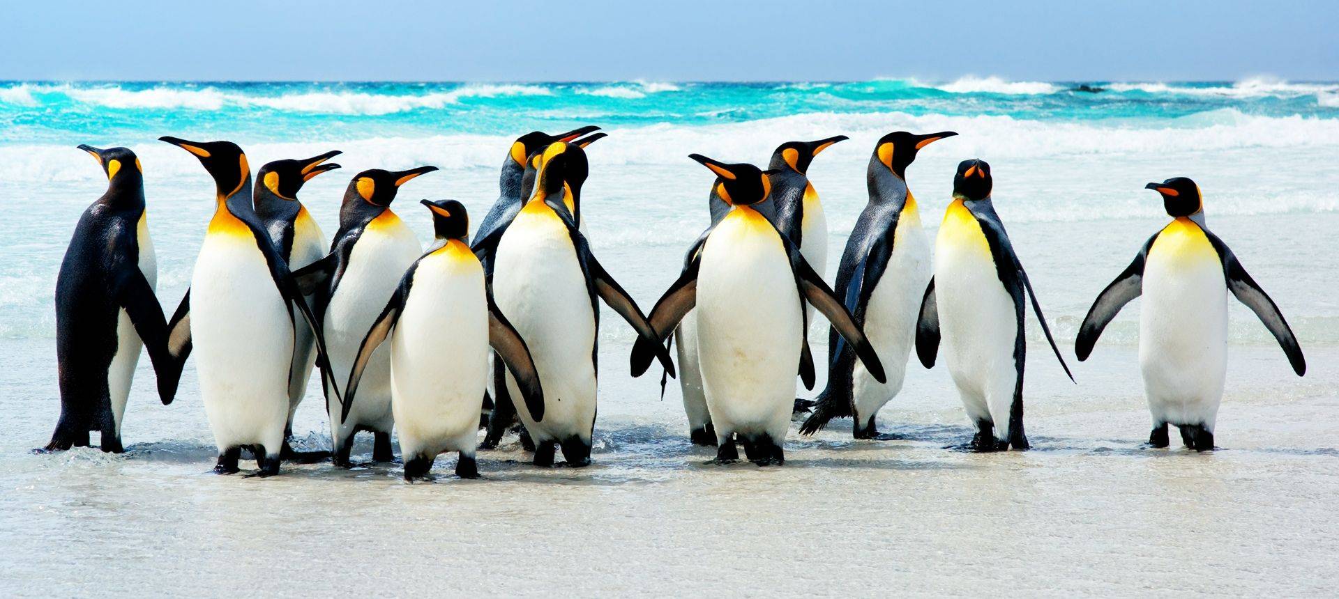 King Penguins Falklands Shutterstock 21087547