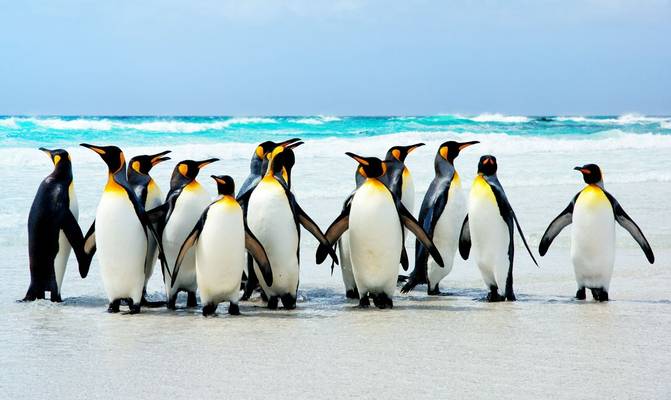 King Penguins Falklands Shutterstock 21087547