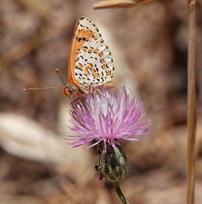 Desert Fritillary © Martin Pitt, June 2026 tour.JPG
