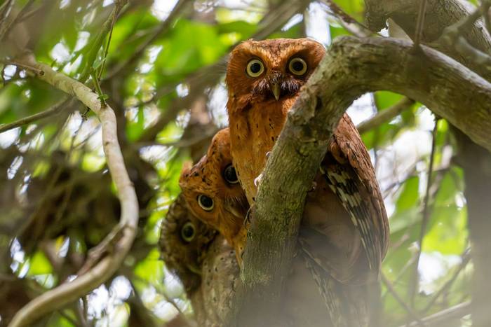 Sokoke Scops Owls © Carole and David Clarke, February 2026 tour