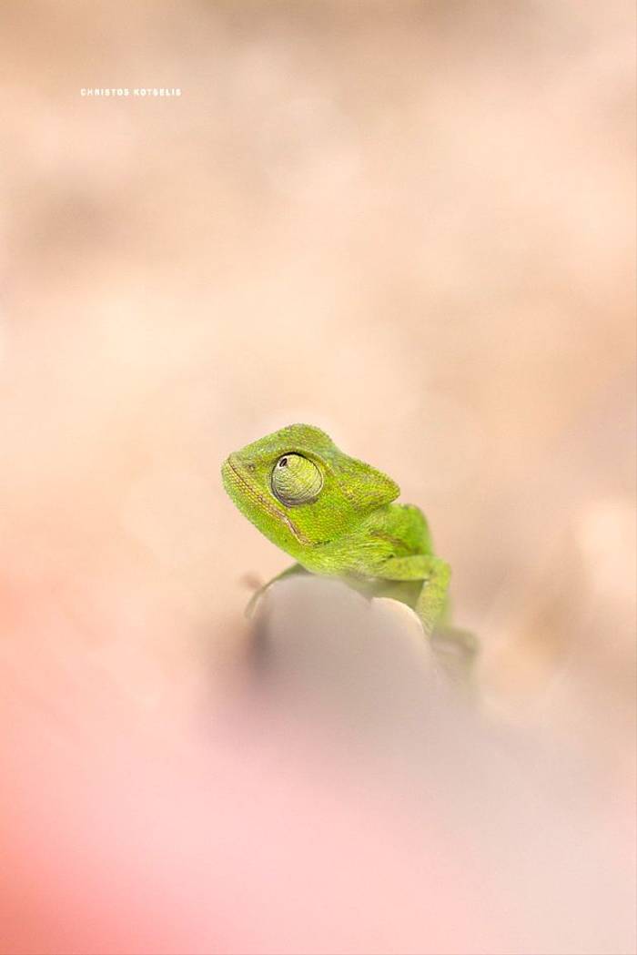 African Chameleon (Chamaeleo chameleon) © Christos Kotselis