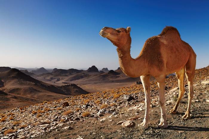 Hoggar Mountains